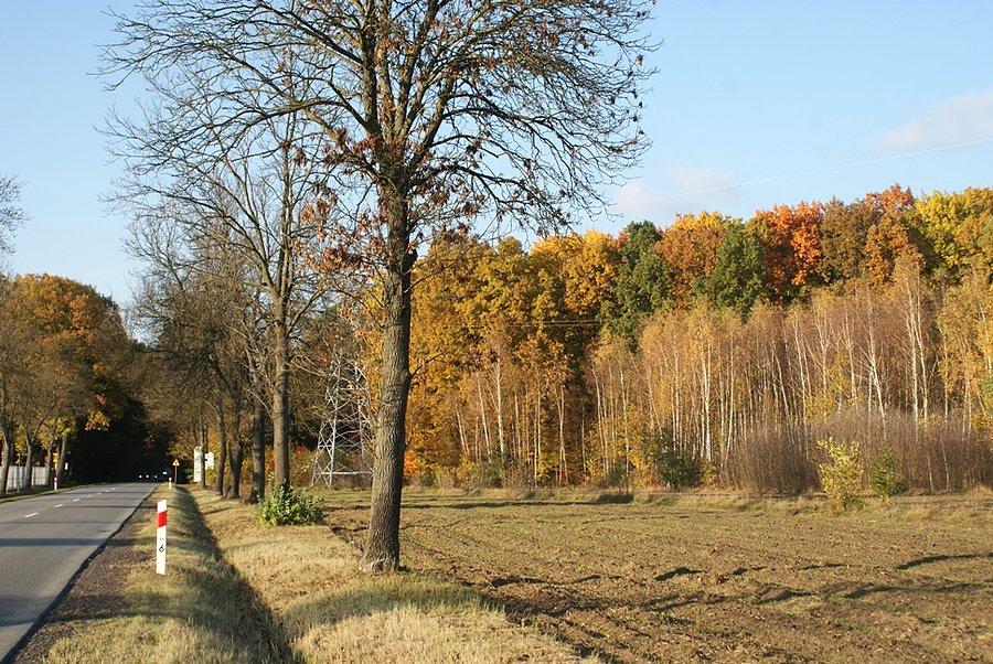 Przede mną 16 km odcinek drogi przez lasy do Tomaszowa