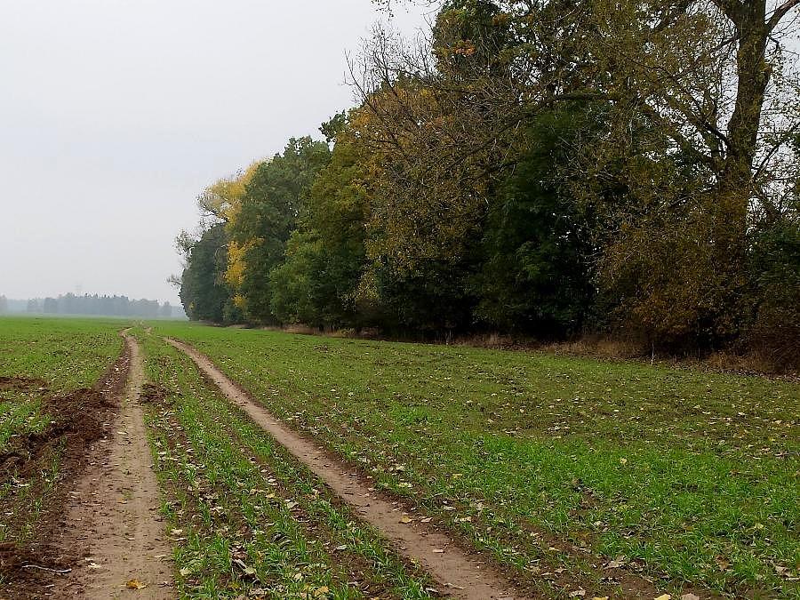 Polna "autostrada" z Warchlinka