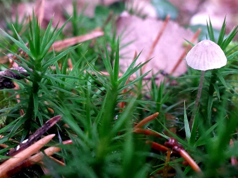 Mini grzybek w meszku