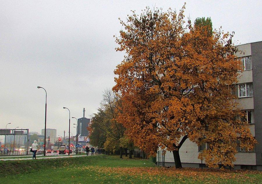 Złocisty klon przy ul. Rzymowskiego 43