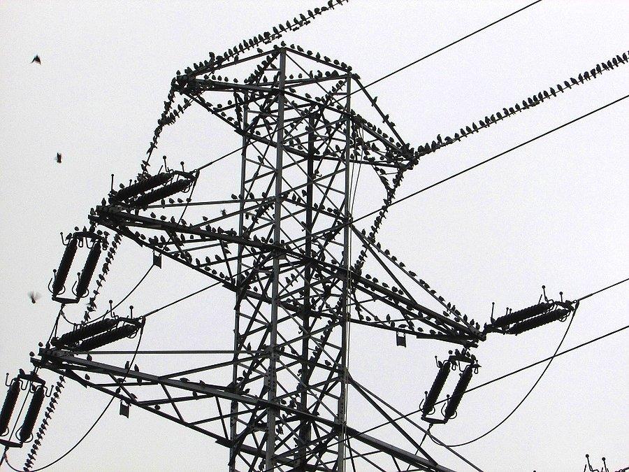 Ptasi słup energetyczny