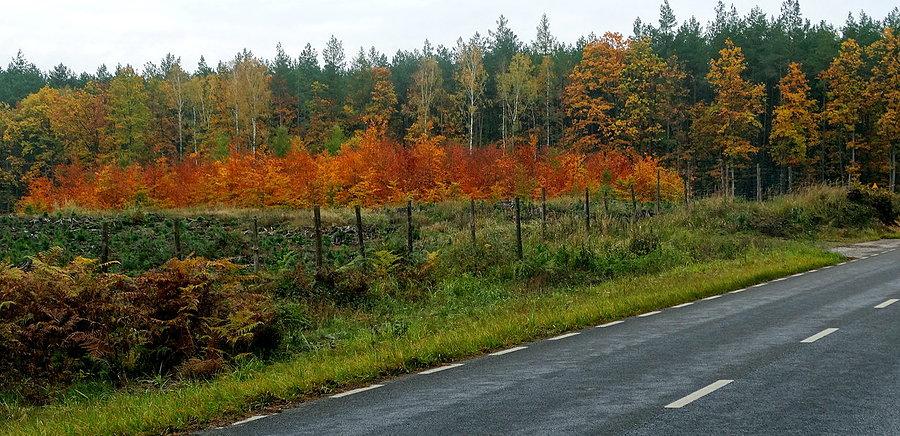 Kolorowy obrazek z pobocza drogi do Nowego Warpna