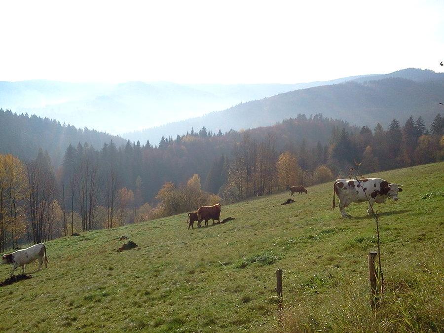 Widoczki na podjeździe