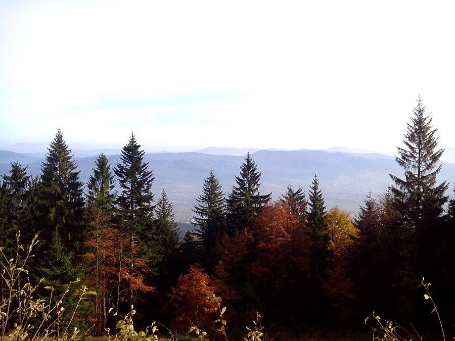 Widoczek