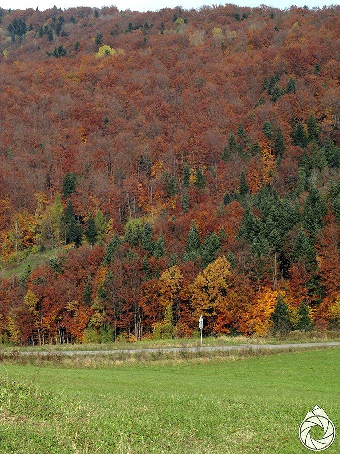 Podjazd pod drzewami