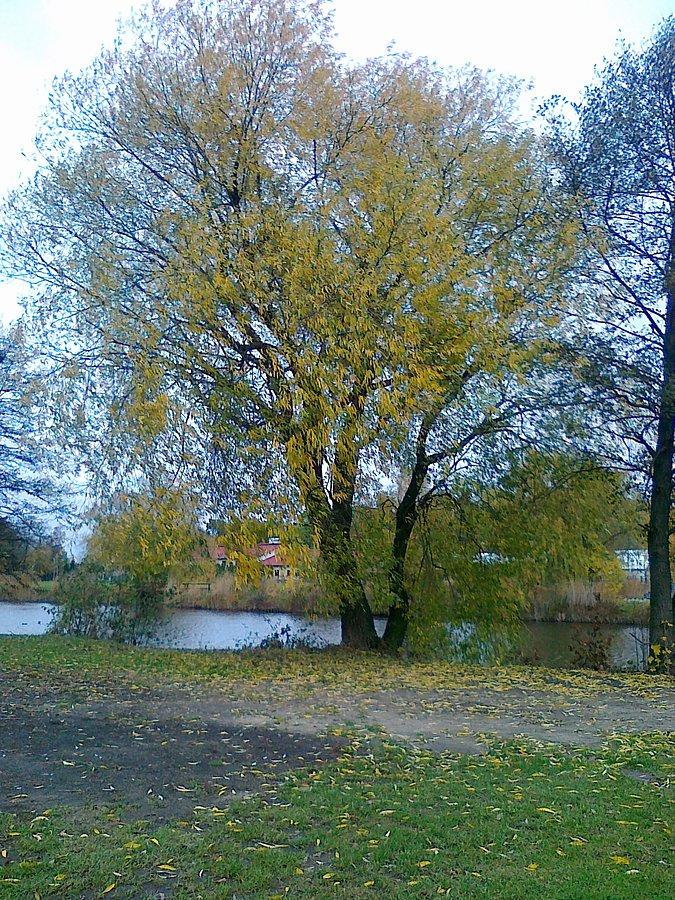 Trzeci staw