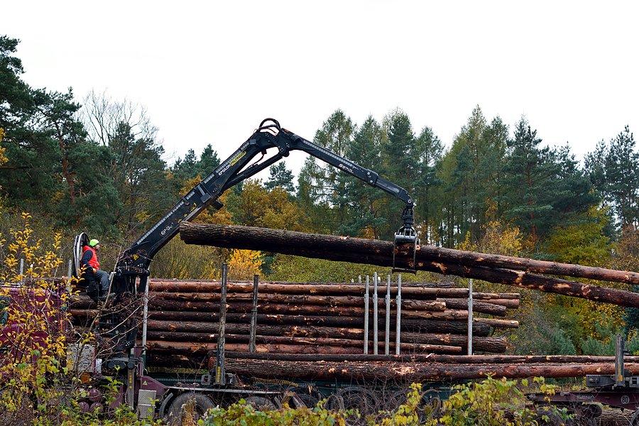 Wycinka w Dąbrowie