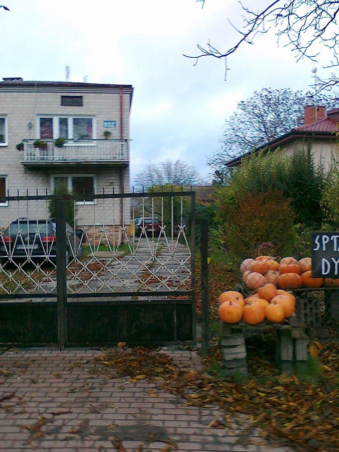 Jeszcze są w sprzedaży dynie w Macierzyszu