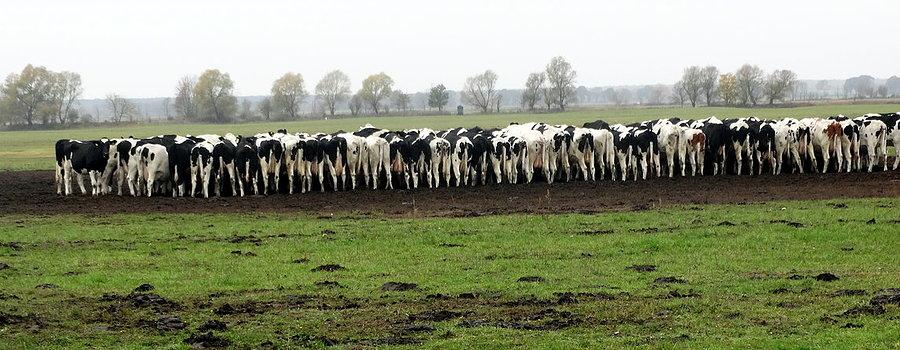 Stado krów na niemieckim pastwisku, tyłem do jezdni
