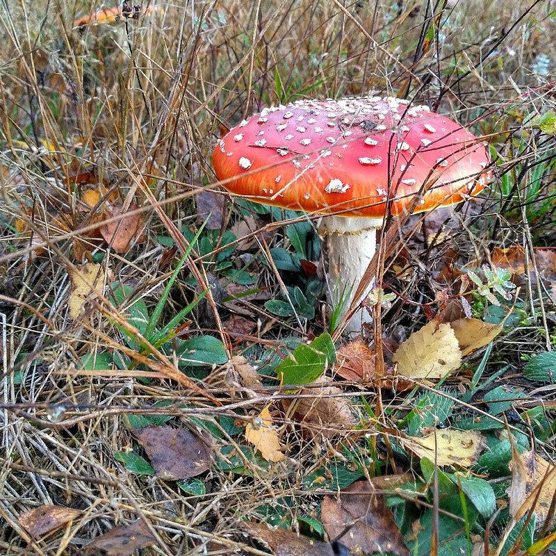 Grzyby rosną wszędzie