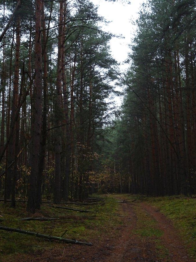 Stara droga do Ław. KPN