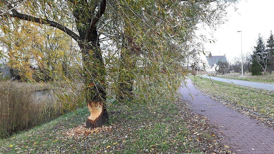Bobrzy dywersant - Łacha Siekierkowska
