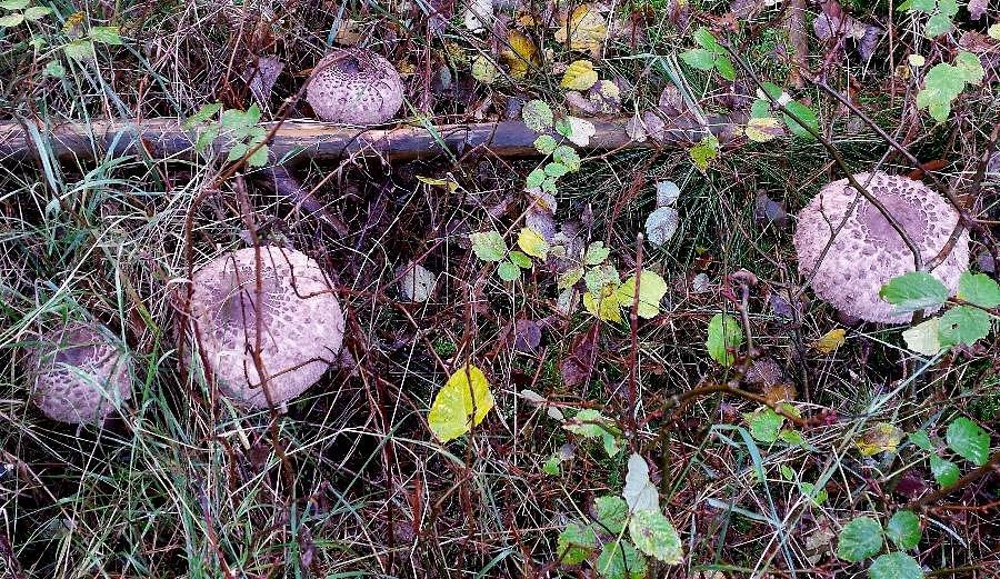 Kolejna rodzinka kań