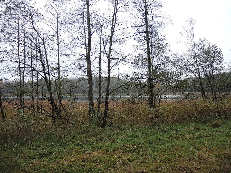 Widok na jezioro Mileczki - brzeg jest dość zarośnięty a dojście utrudnione