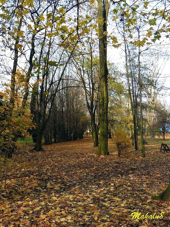 Park w Łagiewnikach (Bytom)