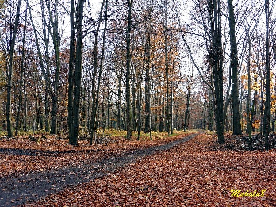 Lasy murckowskie 2016