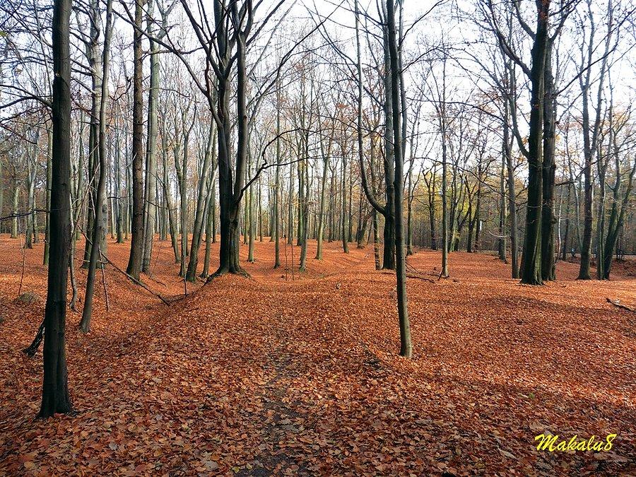 Lasy murckowskie jesień 2016