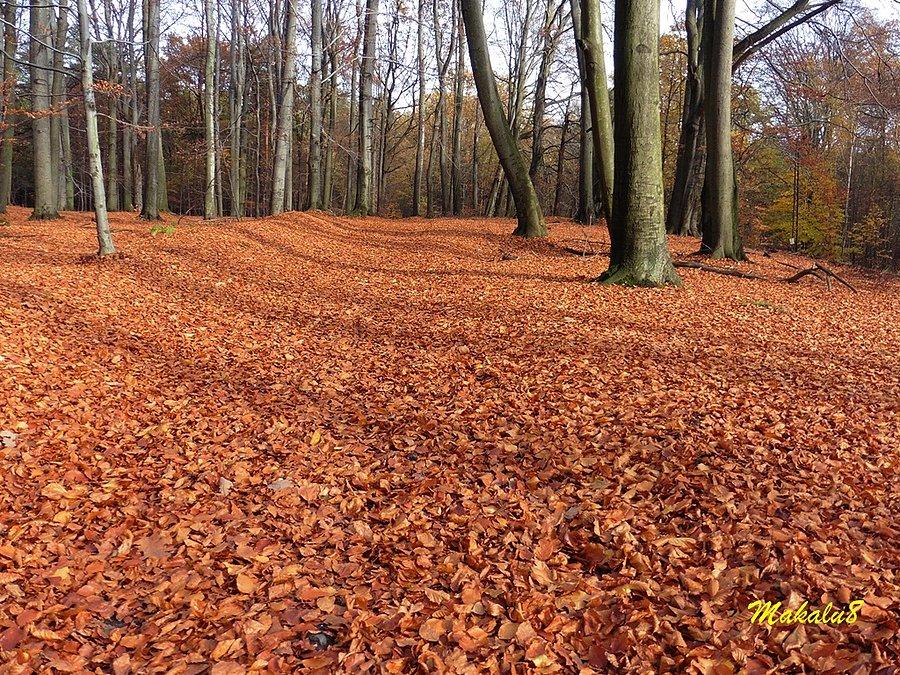 Lasy murckowskie jesień 2016