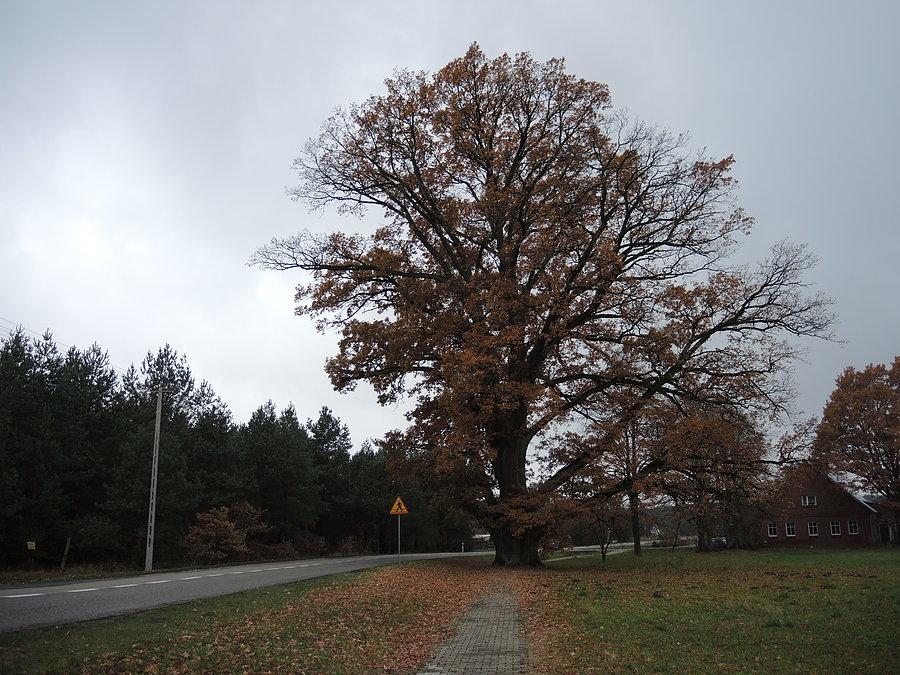 Dąb w Klempiczu