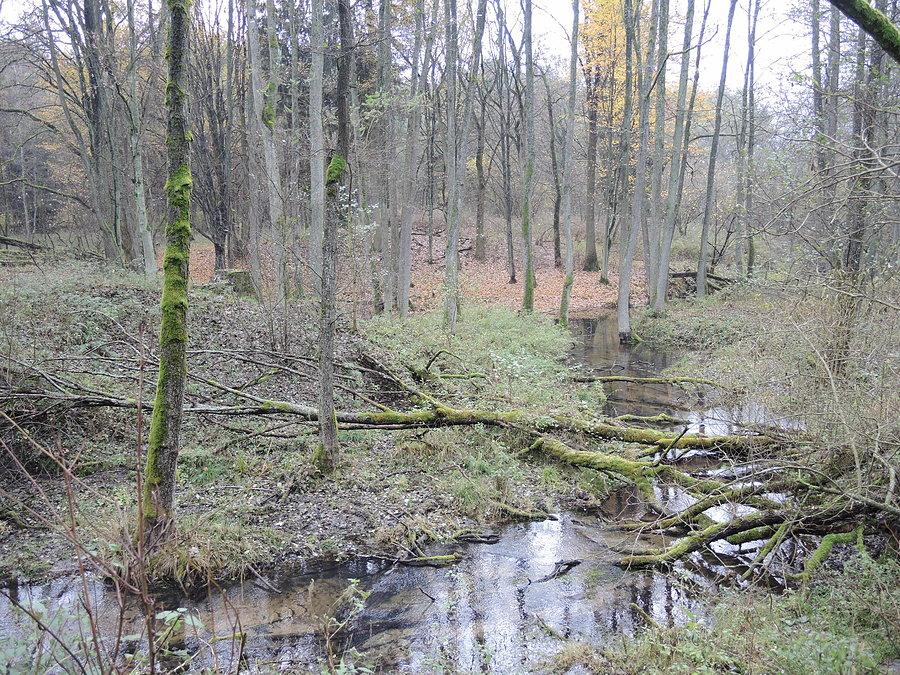 Meandrująca Smolnica w okolicy ruin młyna
