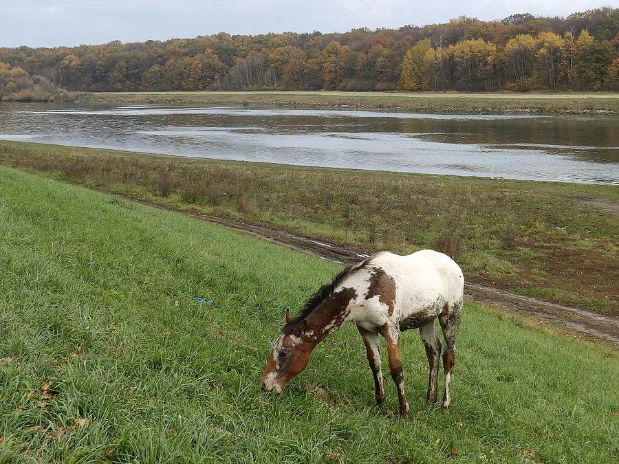 Koń nad Odrą