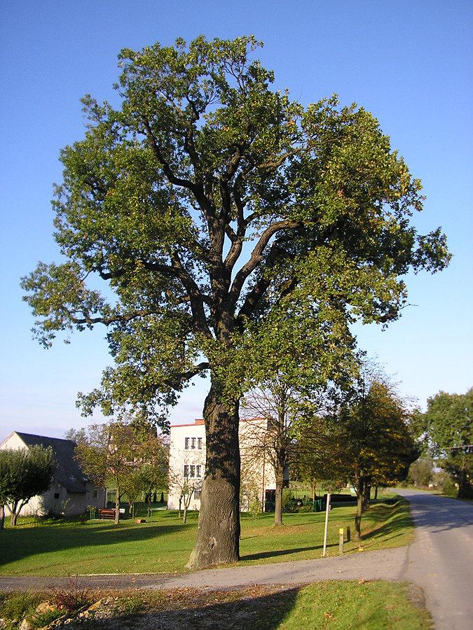 Piękny dąb