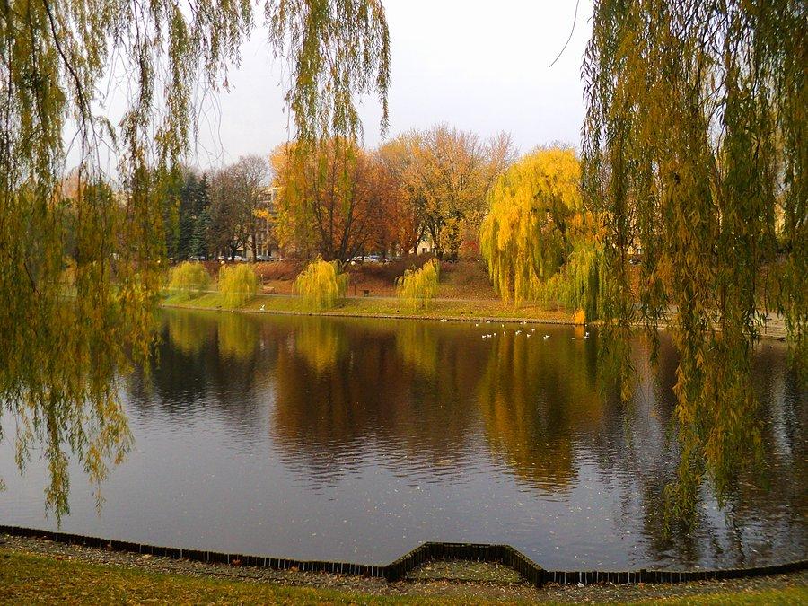 Staw w parku