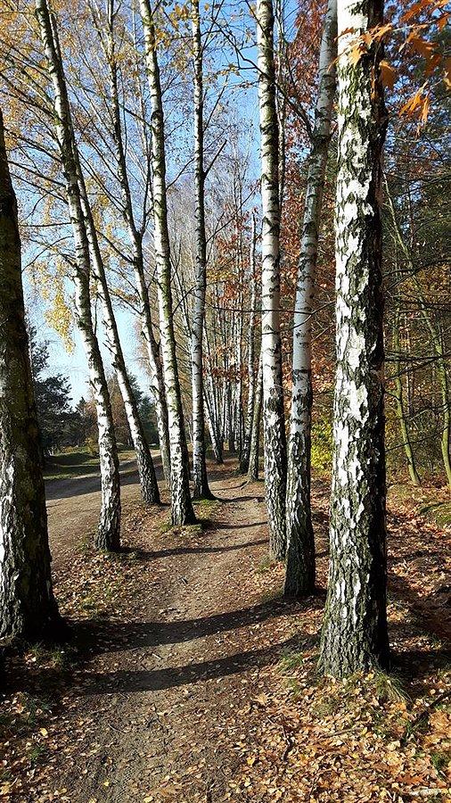 Singiel pomiędzy brzozami na ulicy mjr. Jacka Decowskiego