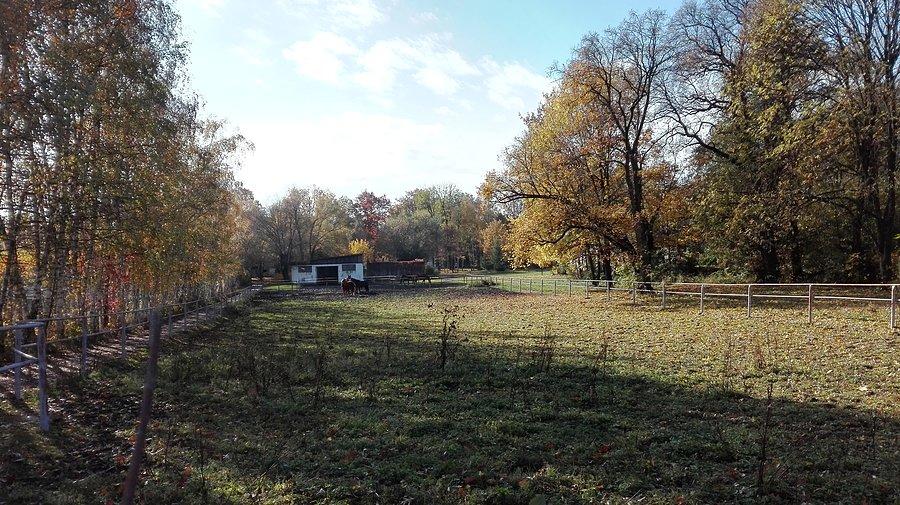 Jesienny klimat - koniki w Krzyżowicach