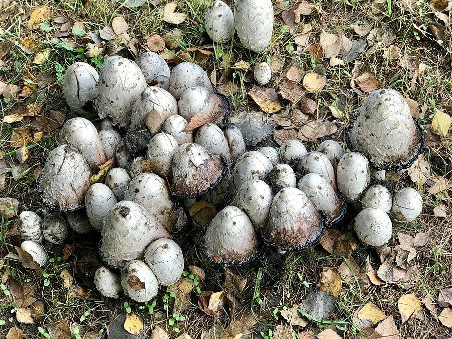 Kolonia trujaków