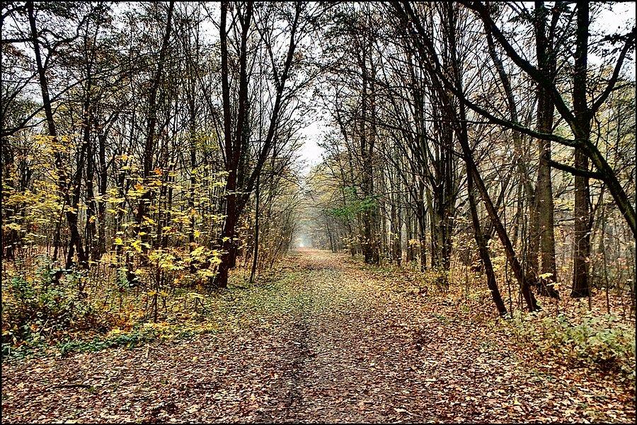 Las Osobowicki jesienią