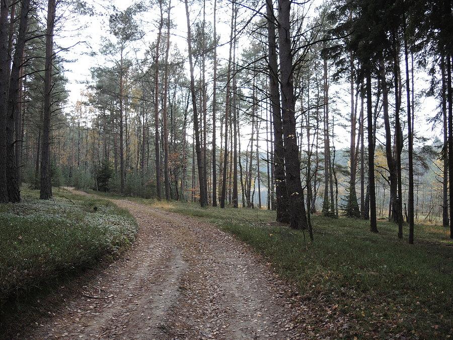 Droga w kierunku jeziora Pustelnik II