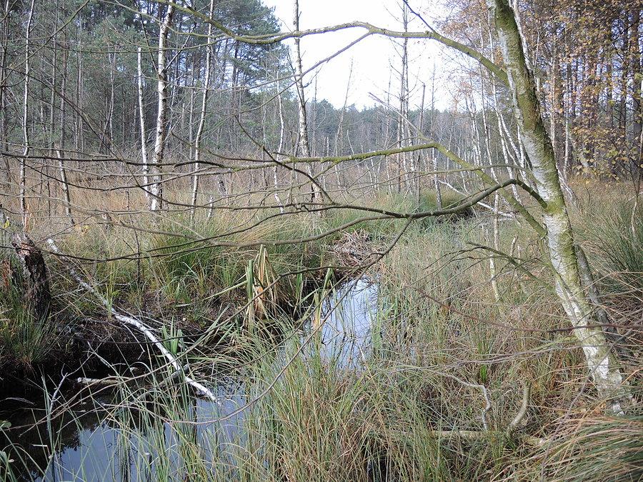 Rów łączący jezioro Pustelnik I z jeziorem Pustelnik II
