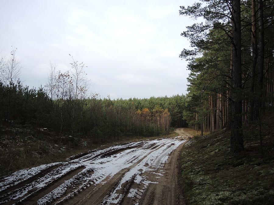 Droga przez Puszczę Nortecką w kierunku Białej / żółty szlak