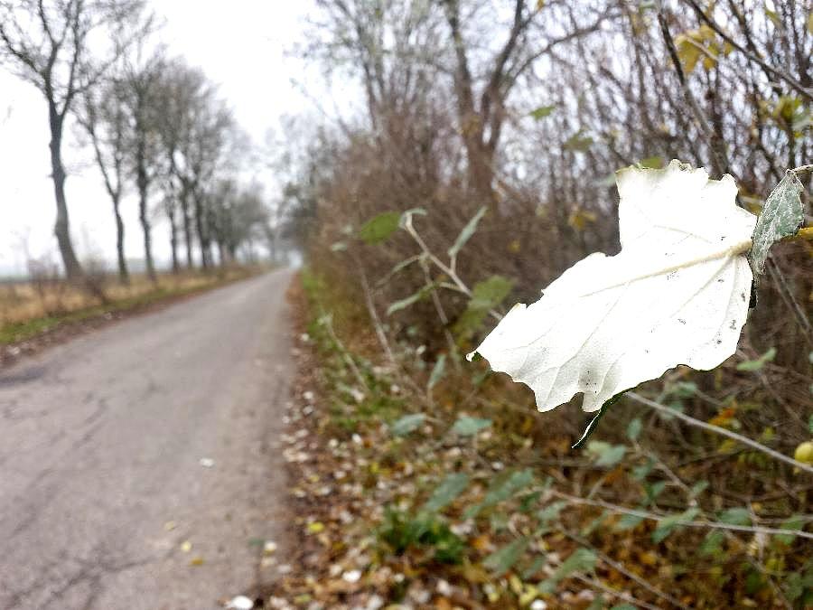 Droga Nowy Przylep - Stary Przylep