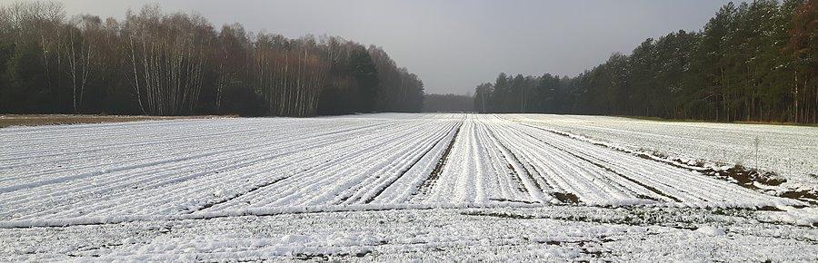 Śnieg, śnieg