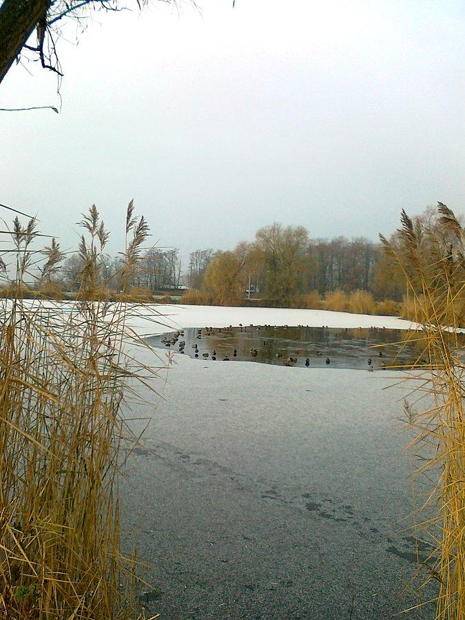 Staw częściowo zmarznięty