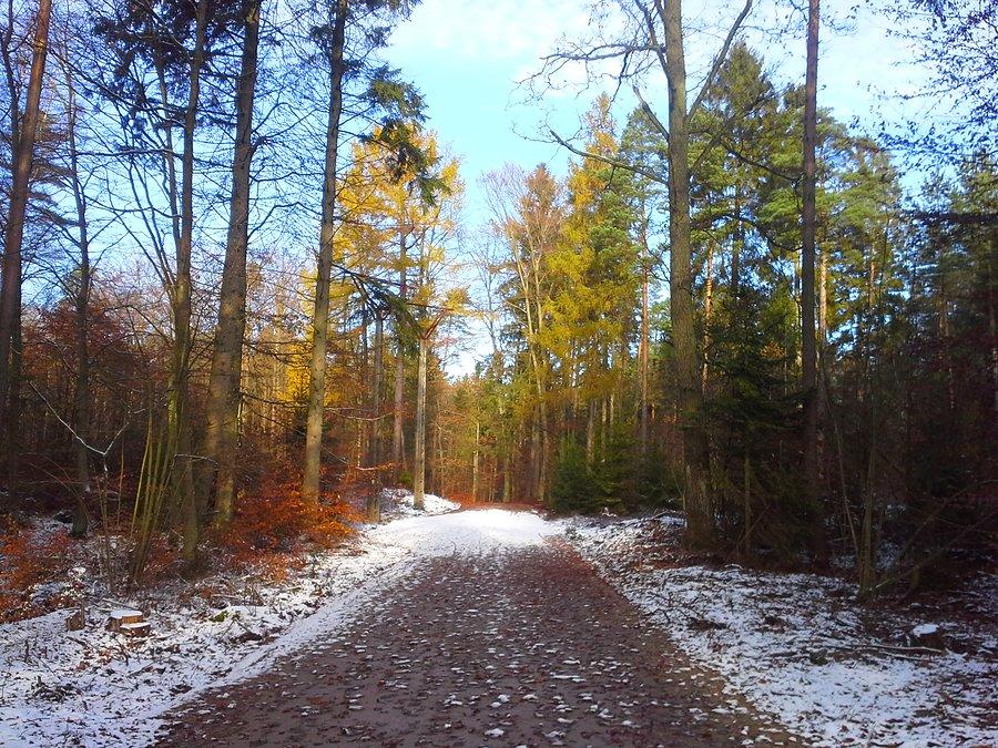 Rozgrzewka w lesie