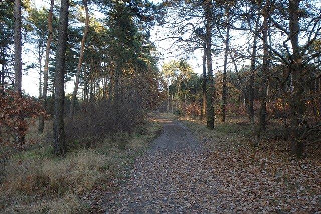 Ścieżka leśna między ul. Lubraniecką i ul. Rozłogi