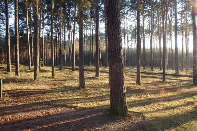 Puszcza Bydgoska jesienią - okolice pomnika ku czci pomordowanych przez hitlerowców