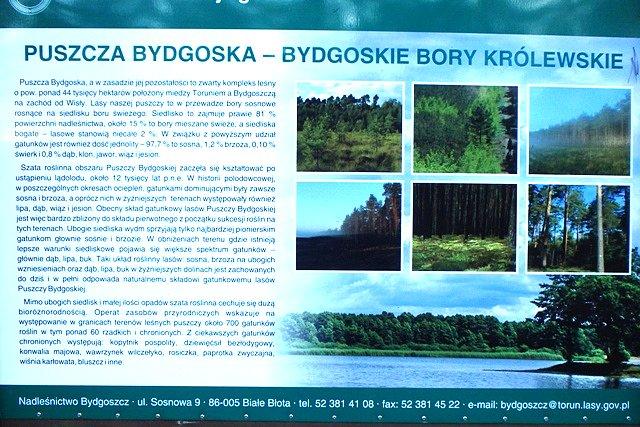 Bydgoskie Bory Królewskie - brzmi dumnie:)