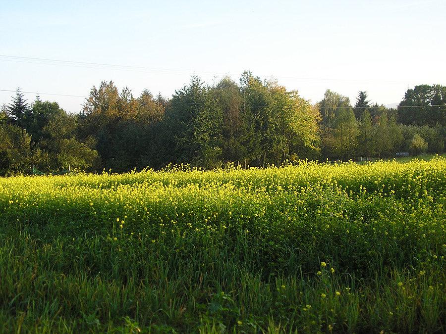 Coś kwitnie jesienią