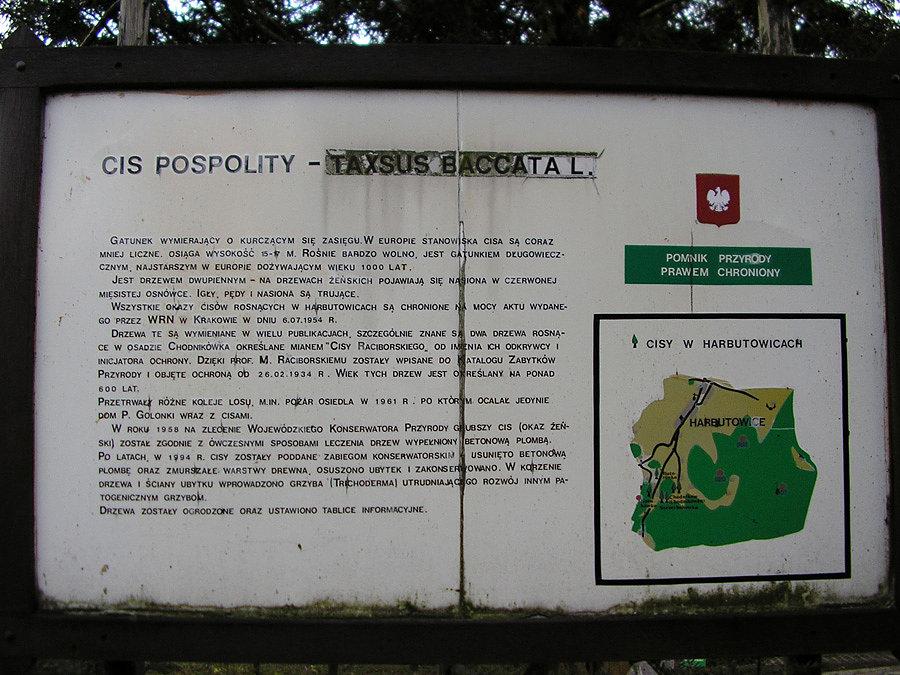 Cisy Raciborskiego