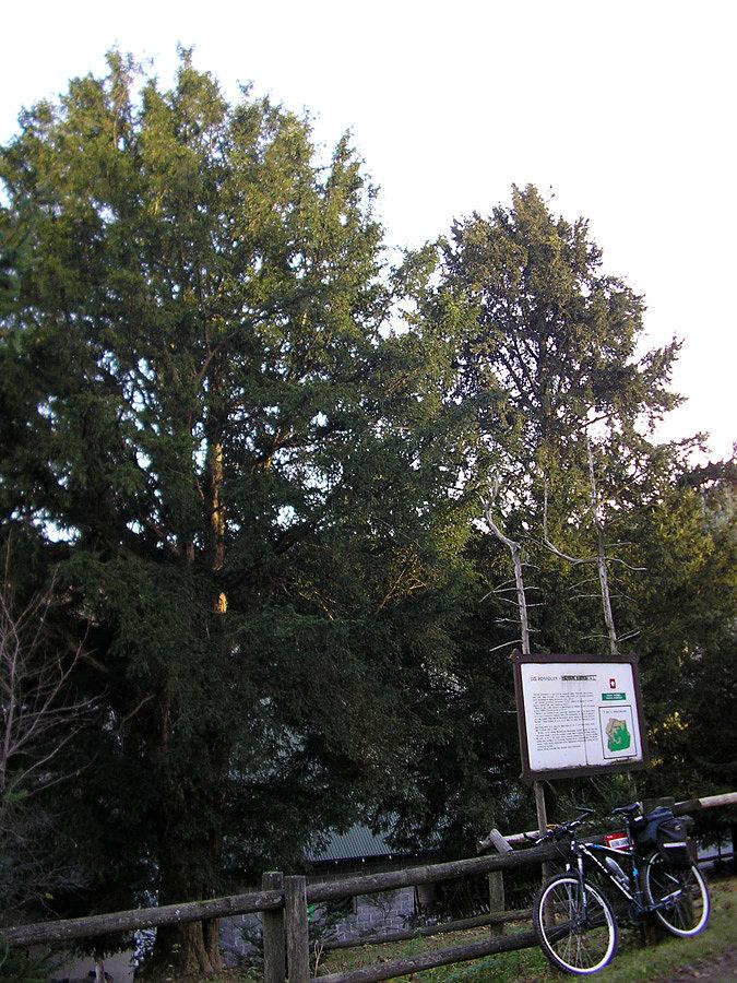 Cisy Raciborskiego
