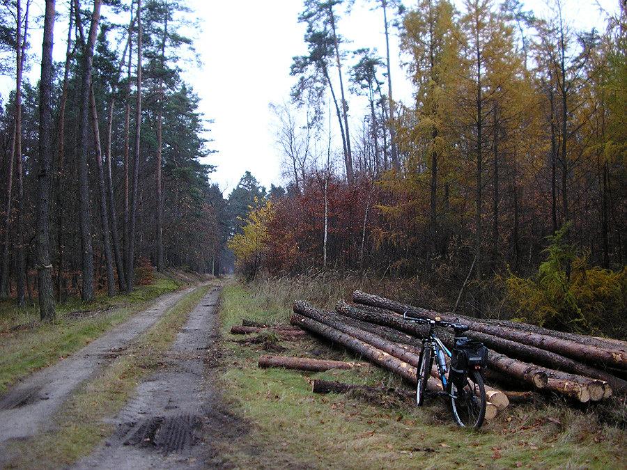Jesienna Puszcza Niepołomicka