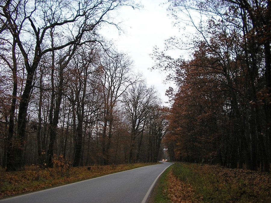 Droga Królewska