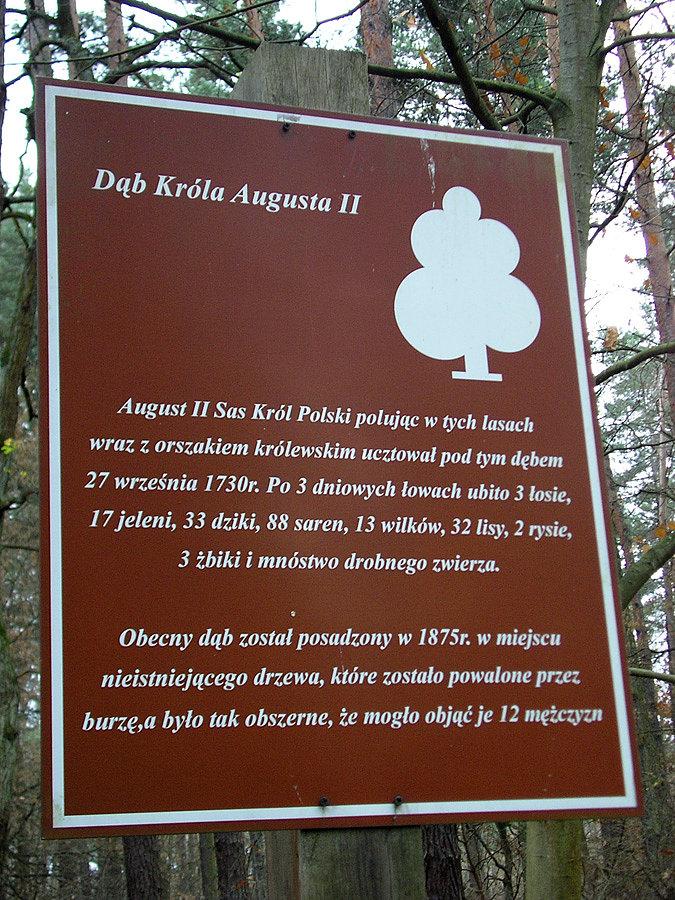Dąb Króla Augusta II