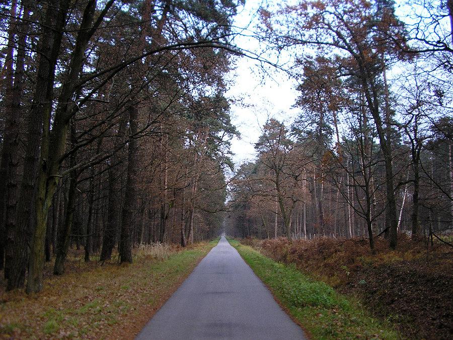 Żubrostrada