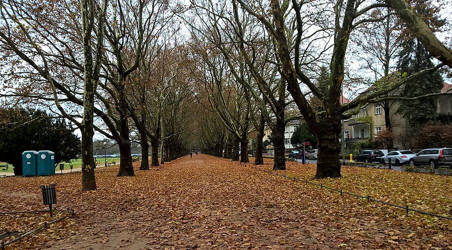 Aleja platanów na Jasnych Błoniach