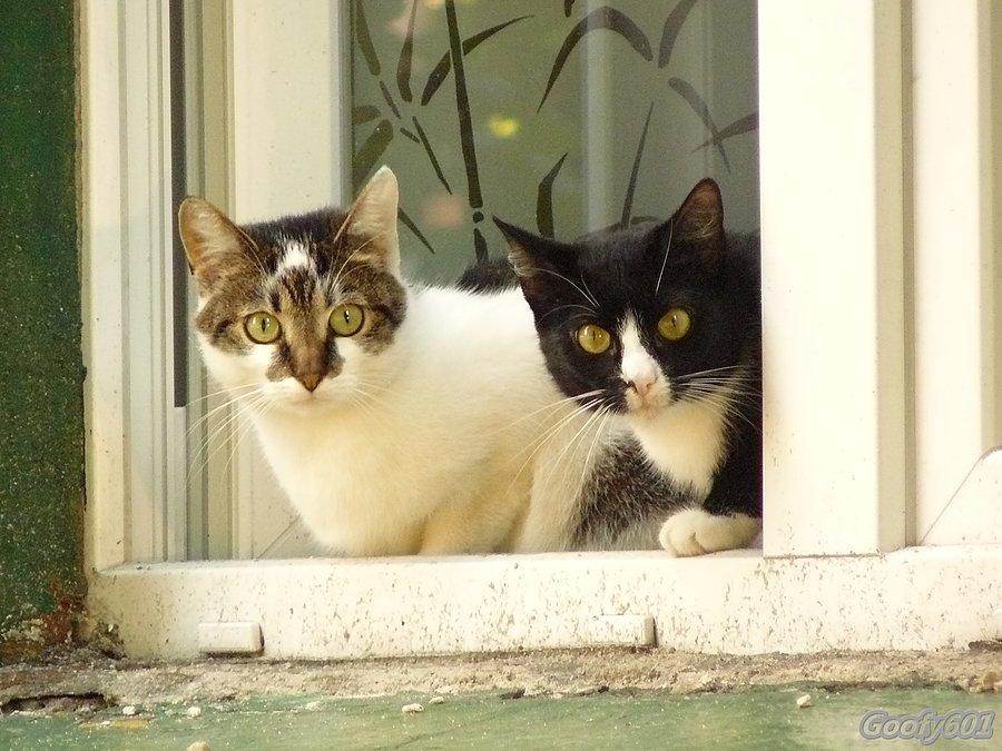 Kociaki z familoka :)